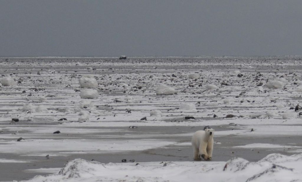 AK_Polar walks in tidal flats