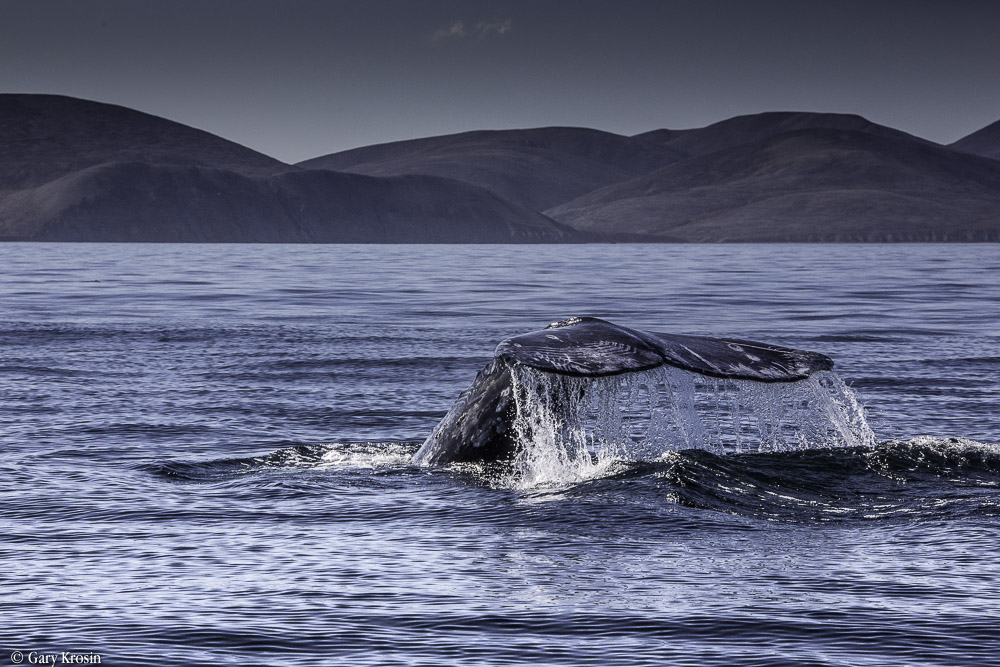 Grey Whale